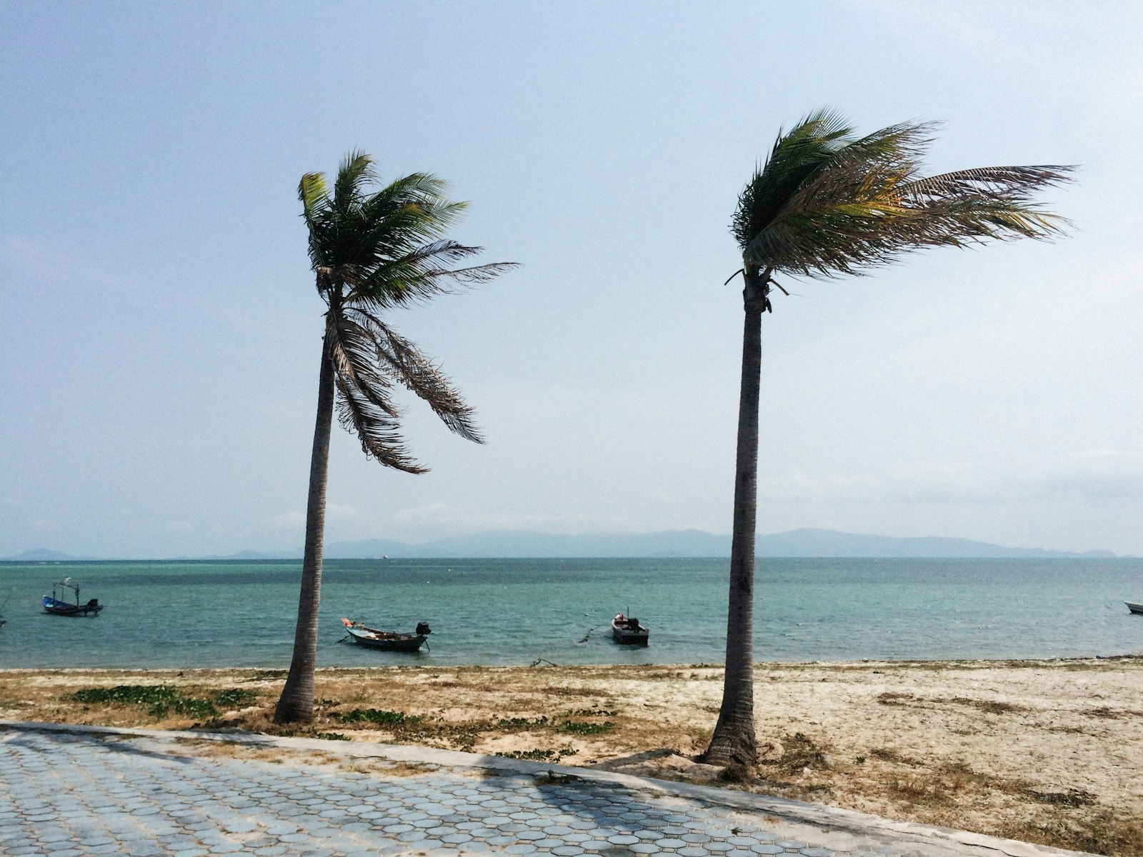 Palm trees bending in strong wind on a Florida beach